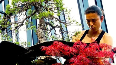 盆栽家　平尾成志氏