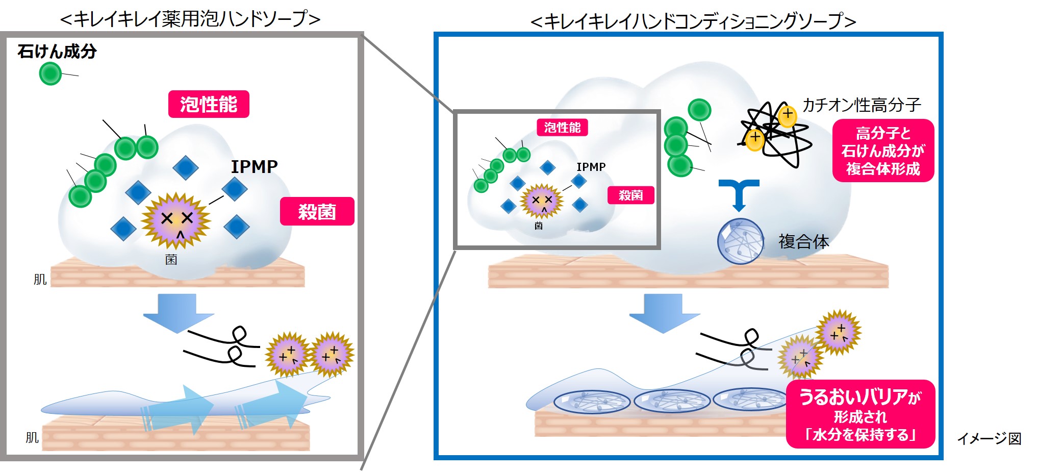 コロナ フェノール イソプロピル メチル