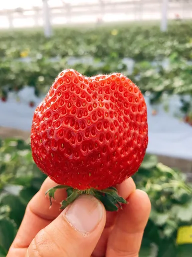 和みいちご「ひまり-himari-」大粒いちご