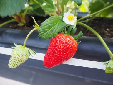 東京愛らんどベリー