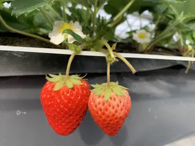 東京愛らんどベリー　2