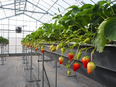 東京愛らんどベリー　3