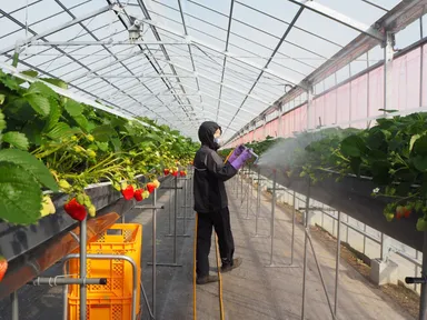 酒かす液散布の様子