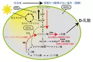 図1_二酸化炭素からD-乳酸への変換経路（明治大学）