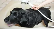 エミュール ファインバブルシャワーを浴びて喜ぶ犬