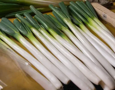 甲賀地域の特産「忍ねぎ」