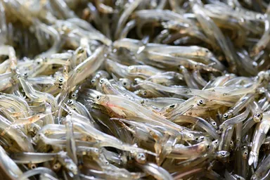 琵琶湖の冬の味覚「氷魚」