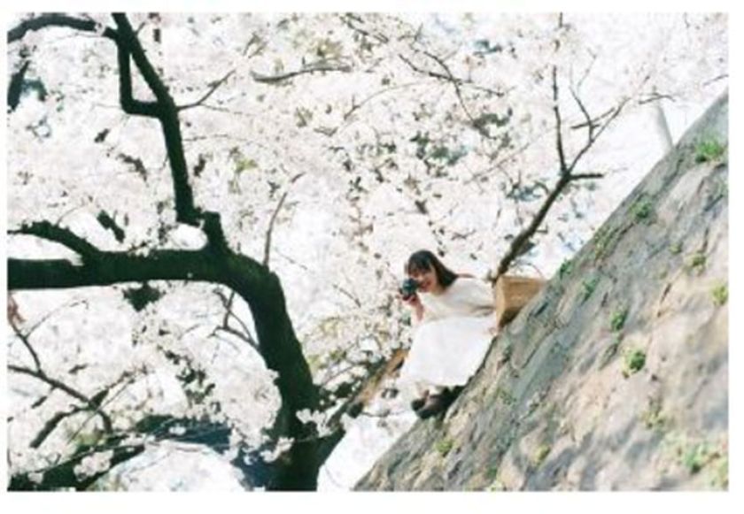 ~阪急電車で桜シーズンを先取り~
期間・本数限定掲出決定!
人気の「写真家・岩倉しおり」撮影による
「エメラルドSTACIA桜トレイン」が車内を彩ります