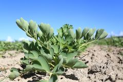 長寿の島で食される野菜「サクナ」、喜界島薬草農園が3月9日を『サクナの日』に制定！3974649(サクナヨロシク)キャンペーンを3月3日から開催