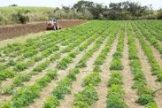 無農薬栽培のサクナ畑