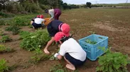 サクナの収穫体験学習