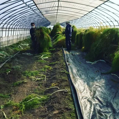 うまぶしアスパラ(5)