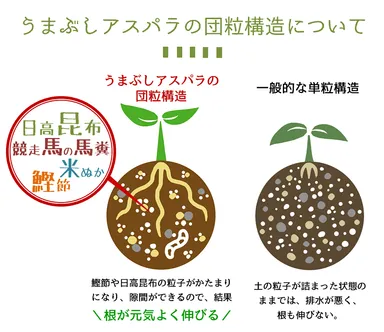 うまぶしアスパラ(8)