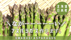 その長さ規格外！“うまぶしアスパラ”『競走馬の馬糞と日高昆布と鰹節』高級堆肥で作る“長いアスパラガス”のプロジェクト。クラウドファンディングを開始。