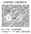 色素幹細胞の分離培養写真