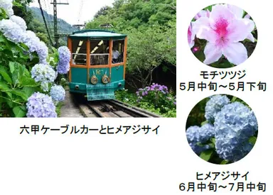 六甲ケーブルの沿線で楽しめる花々