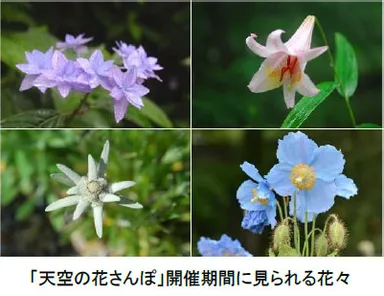 「天空の花さんぽ」開催期間に見られる花々