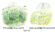 (左)アヤメの咲くブルーメドウ、(右)スカシユリの咲くワイルドメドウ　イメージ