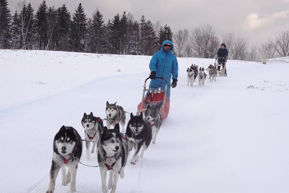 北海道上川町で まるで物語のような特別な体験を 銀世界を駆け巡ろう 大雪高原旭ヶ丘 犬ぞり体験プラン 上川町のプレスリリース