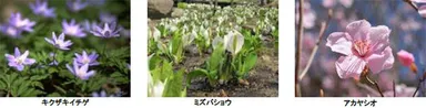 左から）キクザキイチゲ、ミズバショウ、アカヤシオ