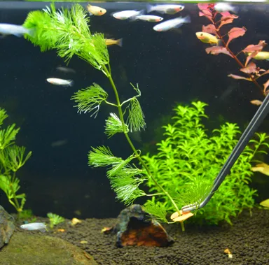 かりねっこ　使用方法3