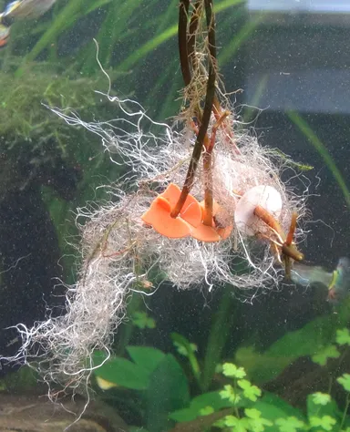 かりねっこ　効果