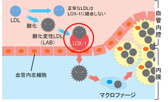 img_207019_5.png