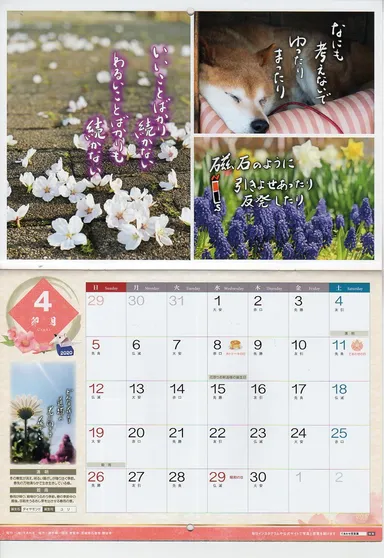 4月は桜と柴犬がゆったりまったり