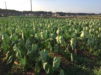 【狭山市】さといも