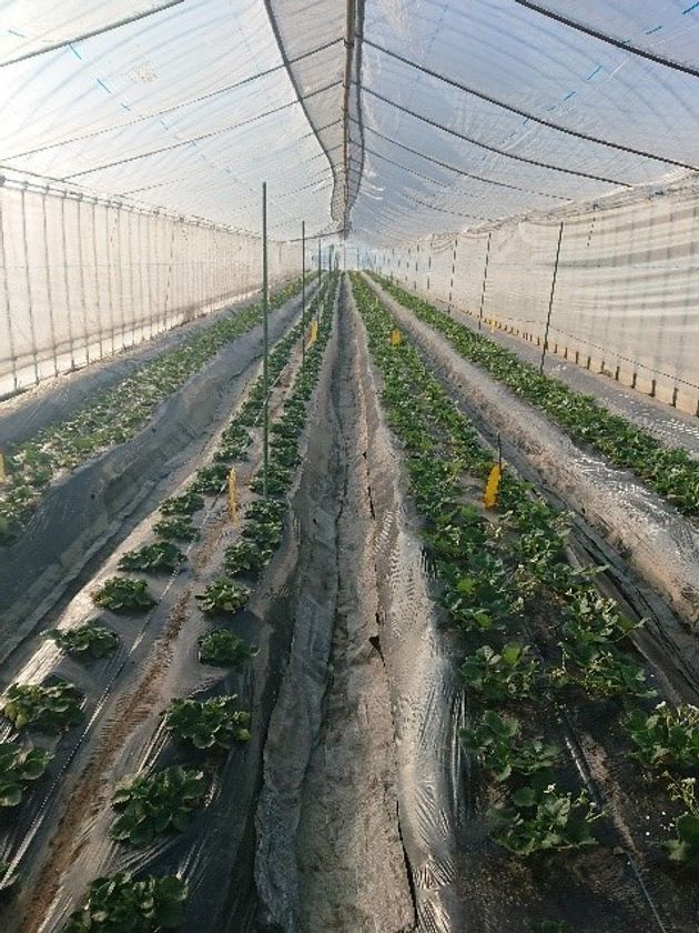 日本で0.002%。希少価値の高い有機のいちご狩りを
グッドネイチャーホテルからご案内
“GOOD NATURE ACTIVITY”を3月から開始いたします