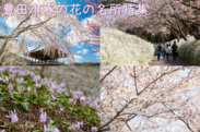 愛知県豊田市には春の訪れを感じられる花の名所が多数