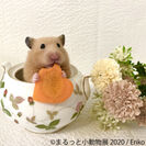 SNSで人気のハリネズミやリスの可愛らしい一瞬をとらえた「まるっと小動物展」4/18～ 名古屋で開催！珍しい仲間も新登場