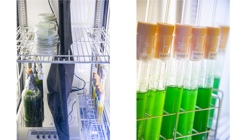〜防御に代謝を振りながらも増殖を保つラン藻〜
明治大学農学部環境バイオテクノロジー研究室が、
増殖と“適合溶質”の蓄積の両立に成功しました