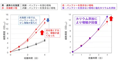 図2. シネコシスティスの増殖曲線