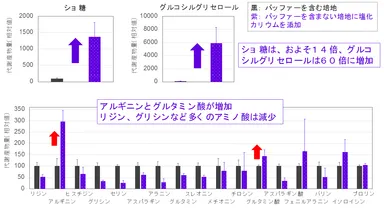 図3. 培地条件変化による糖とアミノ酸の量の変化
