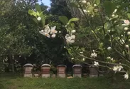 自然豊かな島での養蜂