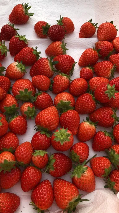 AIいちご【よつぼし】選別