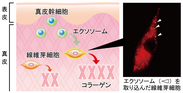 日本メナード化粧品、肌の幹細胞が真皮におけるコラーゲン産生をコントロールしていることを発見！