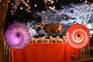 今年のテーマは「和×夜桜×動物」、牧場ならではの夜のお花見『夜桜ライトアップ』