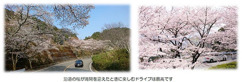 桜の満開予想は3月下旬頃！
～ドライブで春の訪れを満喫しませんか～