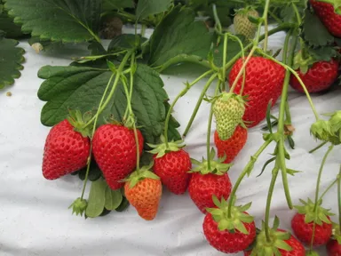 イチゴ狩りイメージ