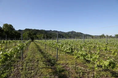 兎田ワイナリーイメージ2