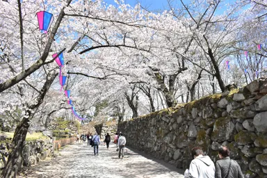 「小諸城址 懐古園」では約500本の桜が咲き乱れる