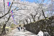 「小諸城址 懐古園」では約500本の桜が咲き乱れる