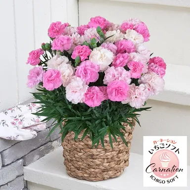 いちごソフト　日比谷花壇