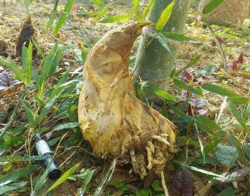 米ぬかいらず！
 春の 味覚 ・無農薬 で栽培された
新鮮な最高級タケノコを収穫
「白子タケノコ収穫体験」を開始いたします