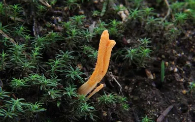 極み華キノコ 冬虫夏草(1)