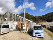 総合電気設備工事のエネテクが純国産きくらげを栽培、販売　岐阜県東白川村に新たな特産品と雇用を創出！