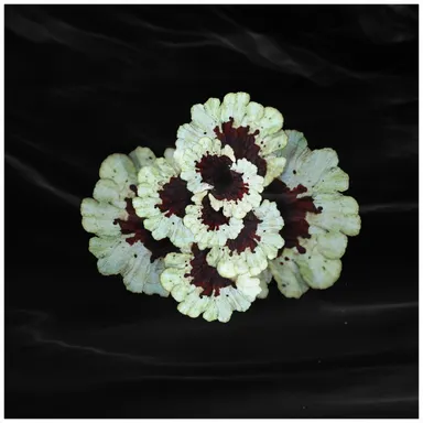 Leela Schauble, Growing in the Dark (regenerate), 2020 (C) Leela Schauble  Courtesy of the artist