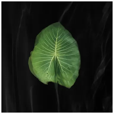 Leela Schauble, Growing in the Dark (turn),  2020  (C) Leela Schauble  Courtesy of the artist